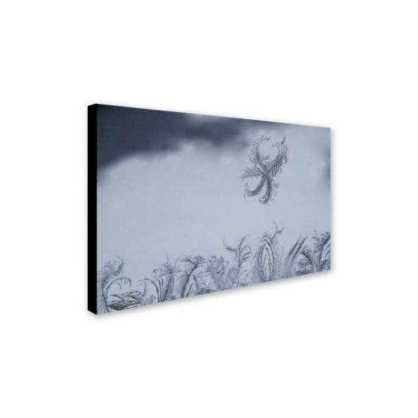 Kurt Shaffer 'Frost Fairy On A Window' Canvas Art,16x24